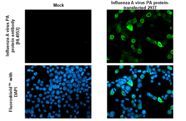 Anti-Influenza A virus PA protein antibody [HL4953] used in Immunocytochemistry/ Immunofluorescence (ICC/IF). GTX645039